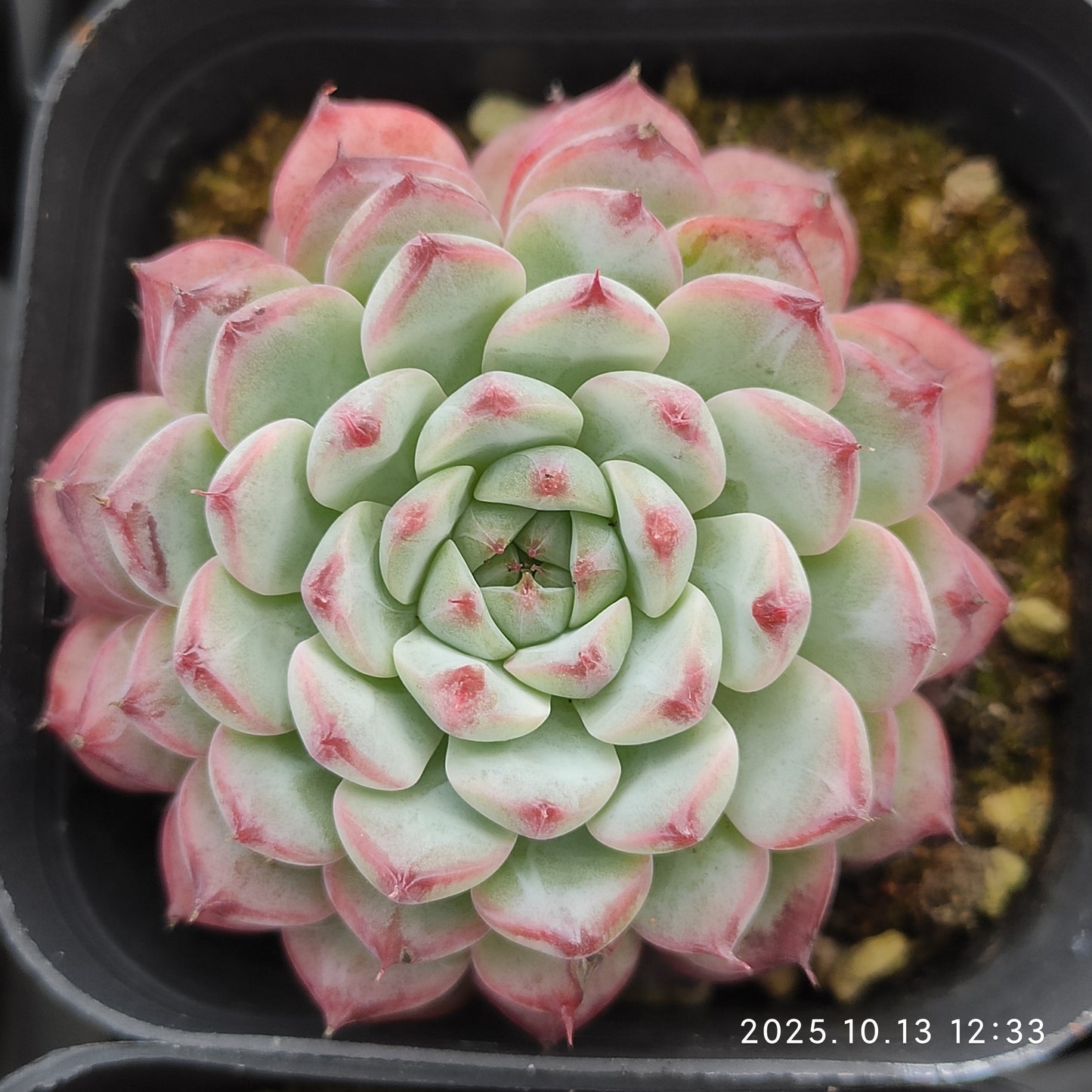 QN703 ブルーミニマ（6.5cm pot）