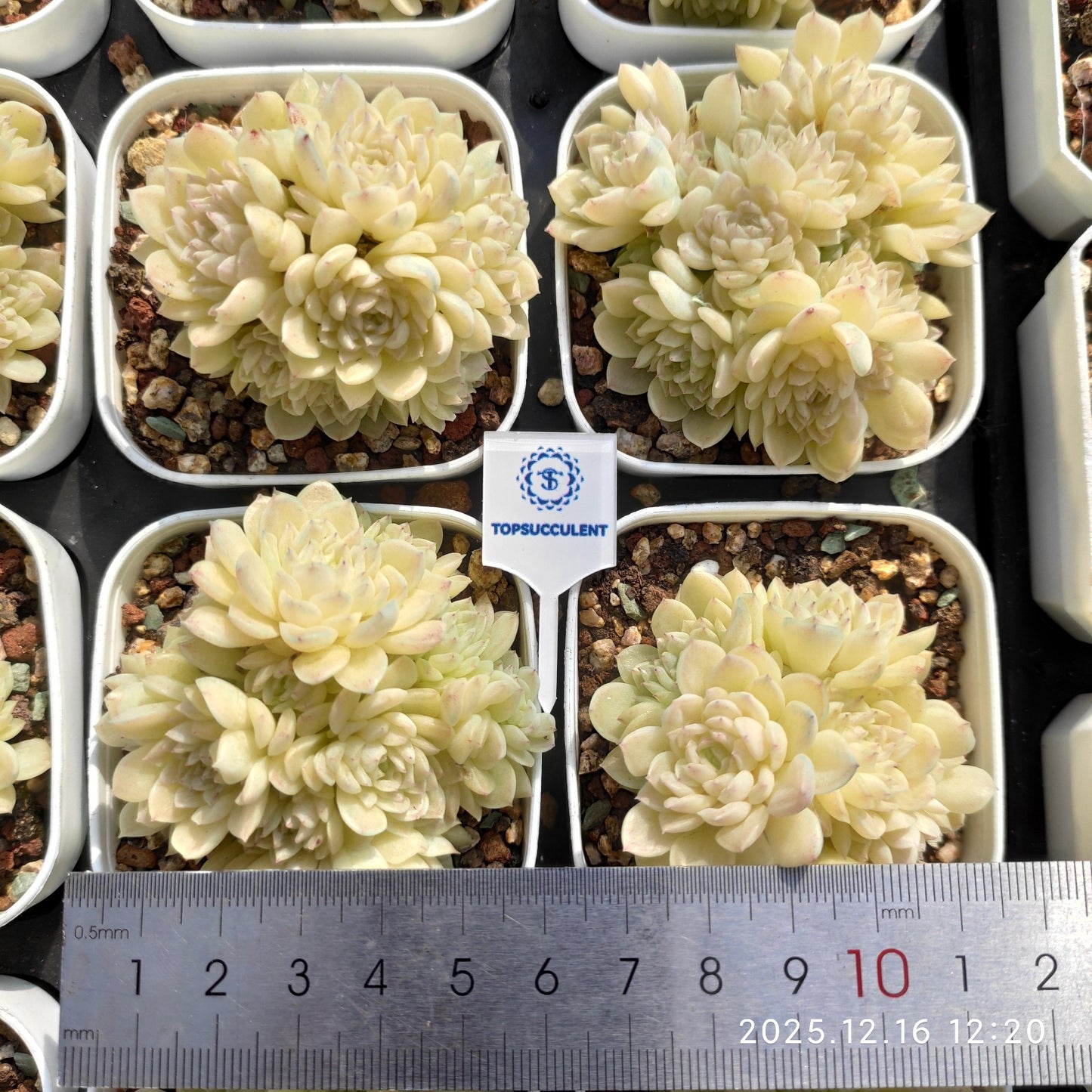 23675 クィーンHyb（7cm pot）