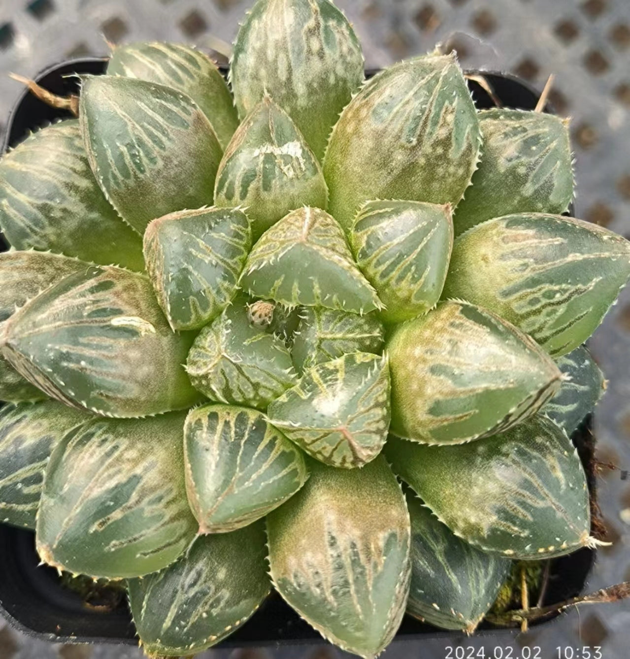 7427 ミラーボール カキコ