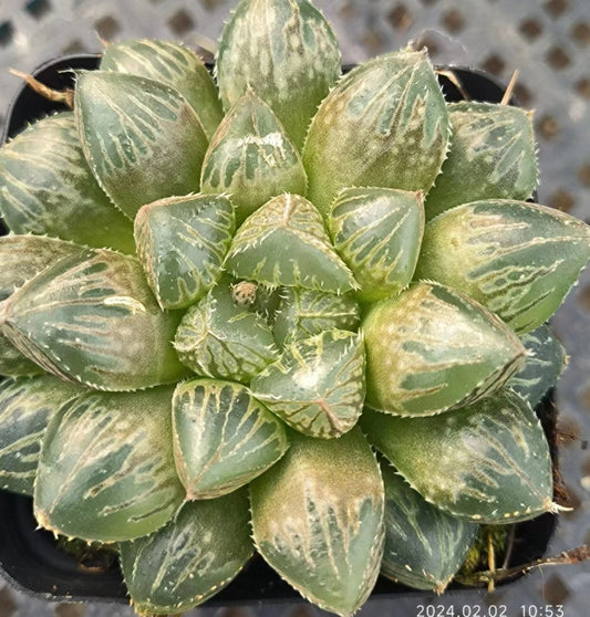 7427 ミラーボール カキコ（6.5cm pot）