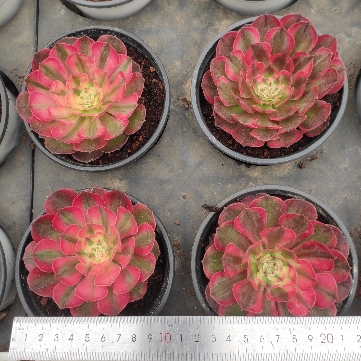 21310 アエオニウム ライチー（7cm pot）