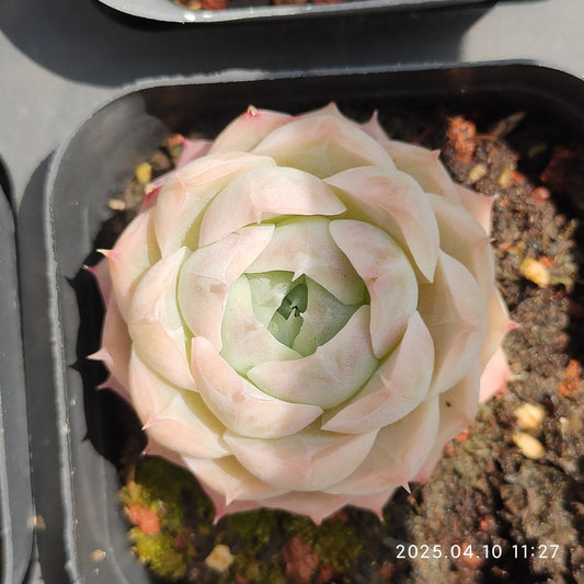 NGN515 新品種　ヒューミリス　Hyb （6.5cm pot）