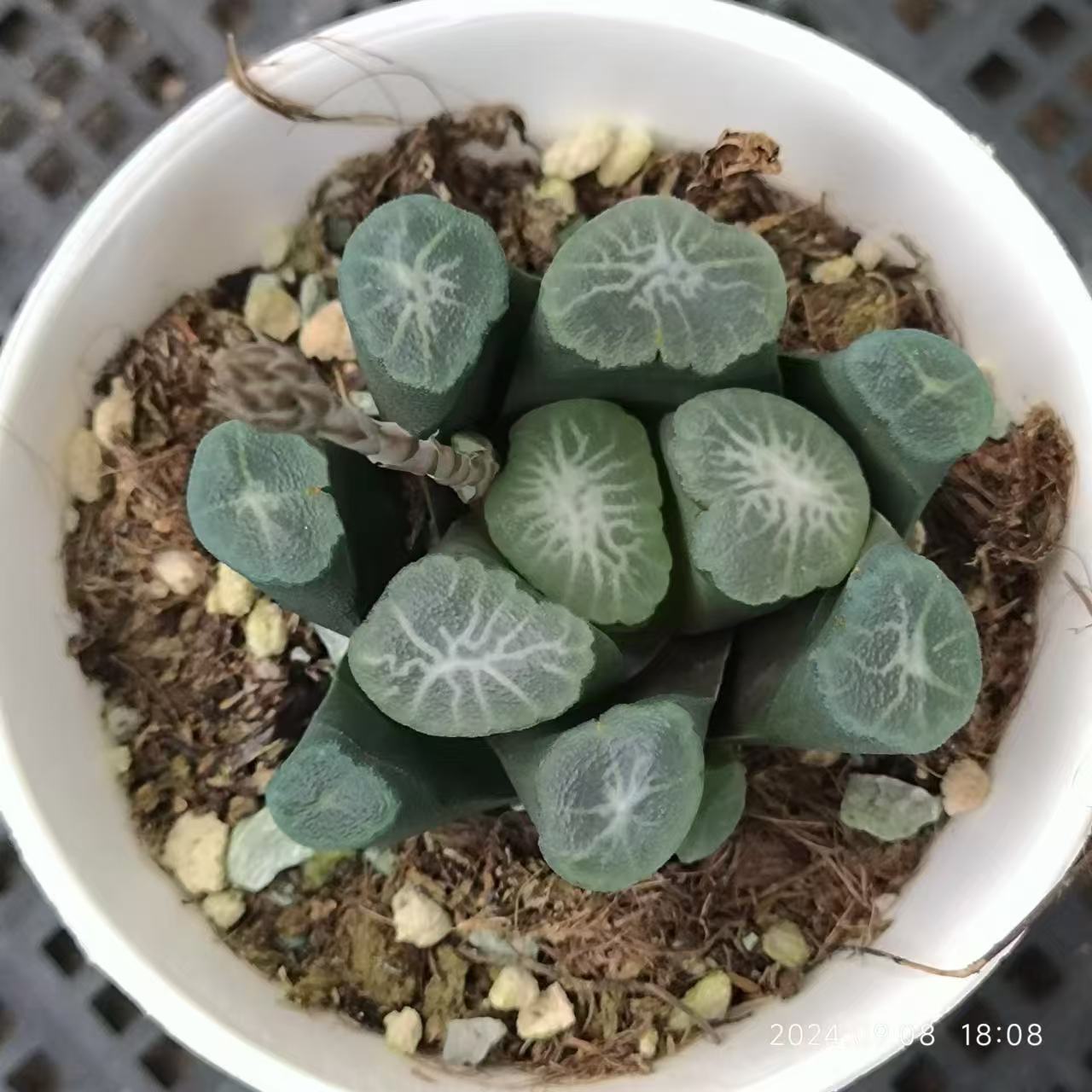 13207 山本エメラルド X 欧若拉