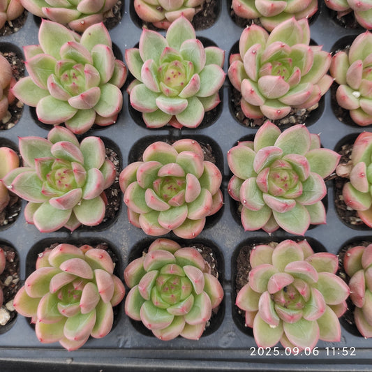 RC161 クリアスカイジェニー（3cm pot）