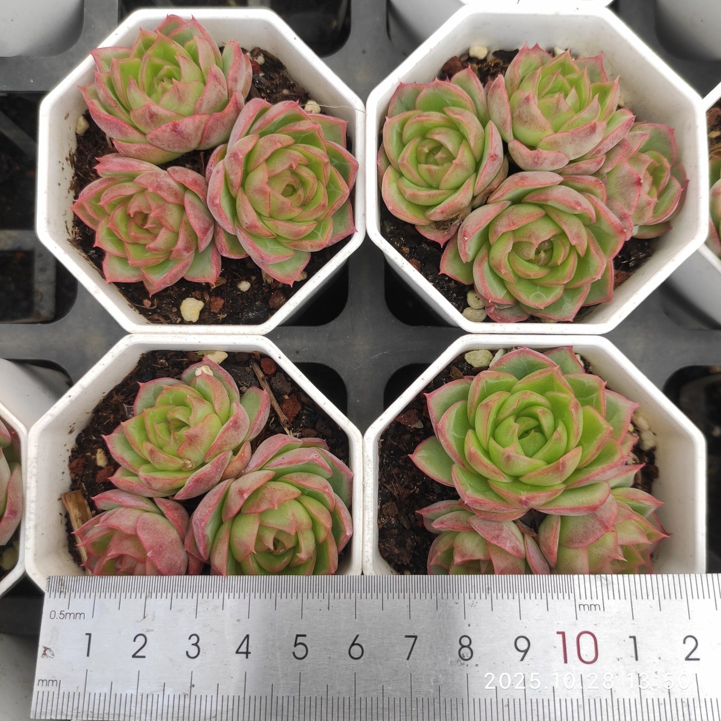 22205 ブルー・ムーン（7cm pot）