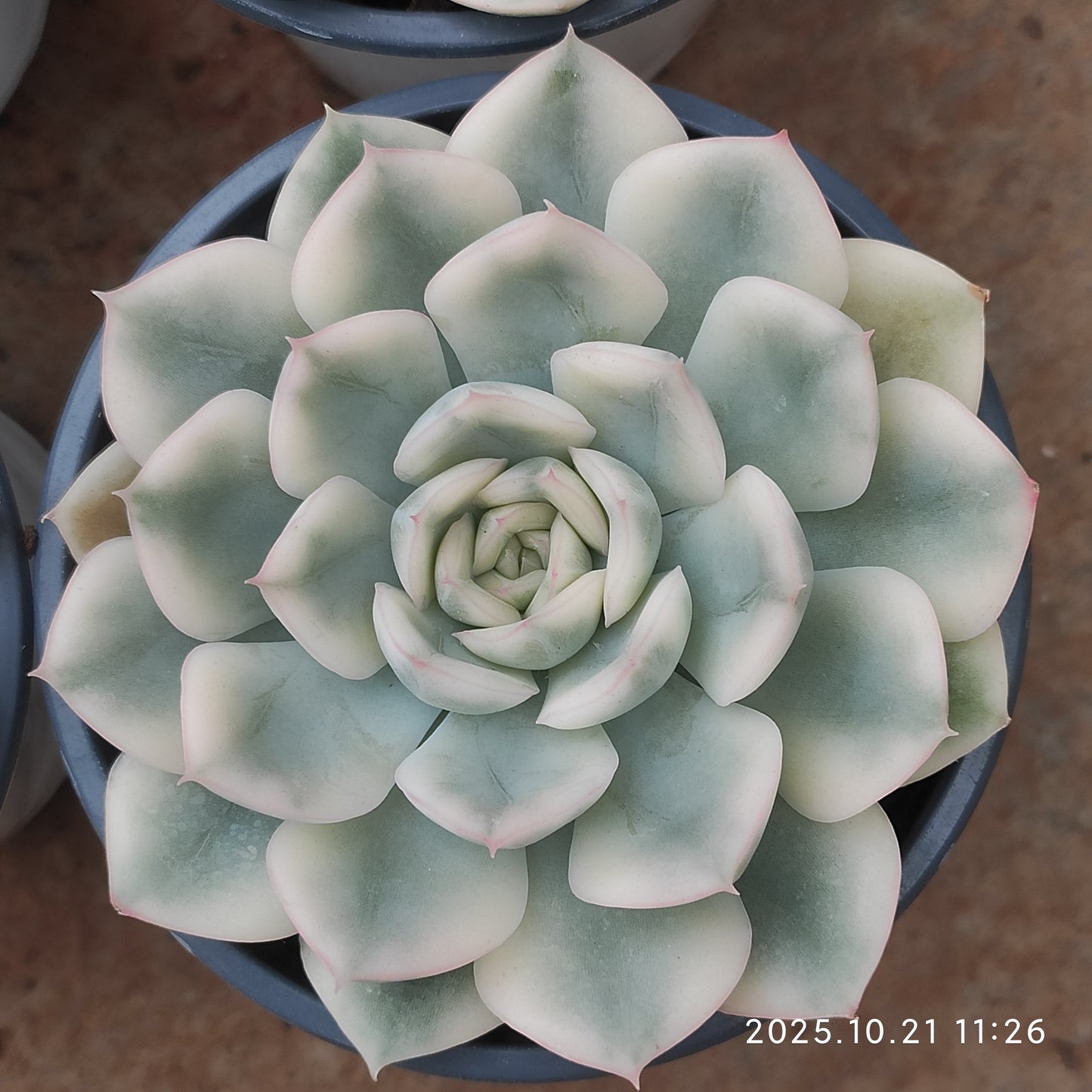 MMY1031 ムーン　フェアリー錦(9cm pot)