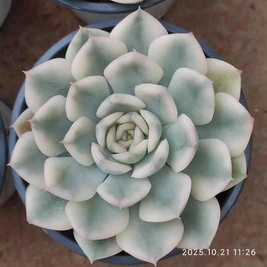 MMY1031 ムーン　フェアリー錦(9cm pot)