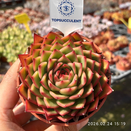 11728 クリムゾン キャンプファイヤー