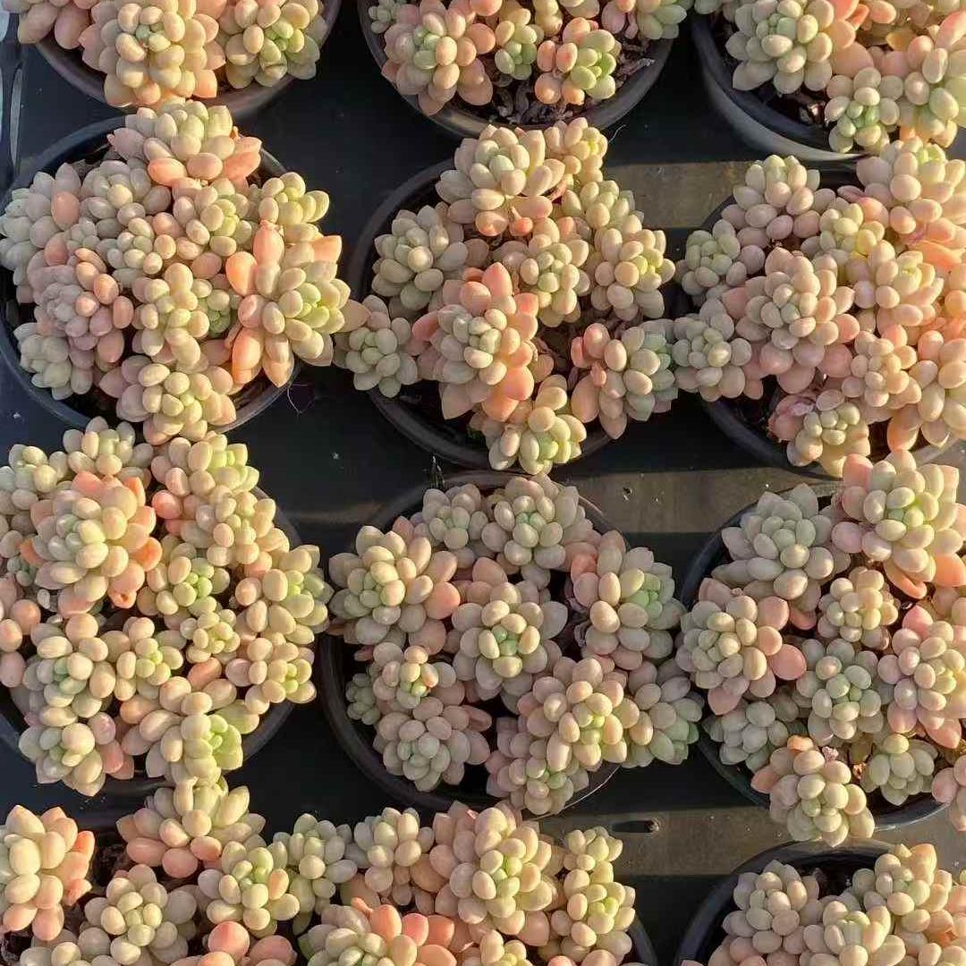 23547 キャビア（9cm pot）