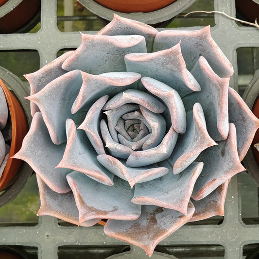 ZXX367 ルシーナ（9cm pot）