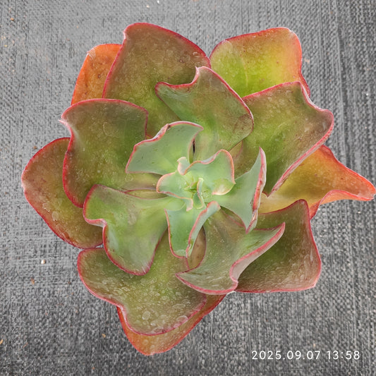 JYY002 ウェディング　ドレス（16cm pot）