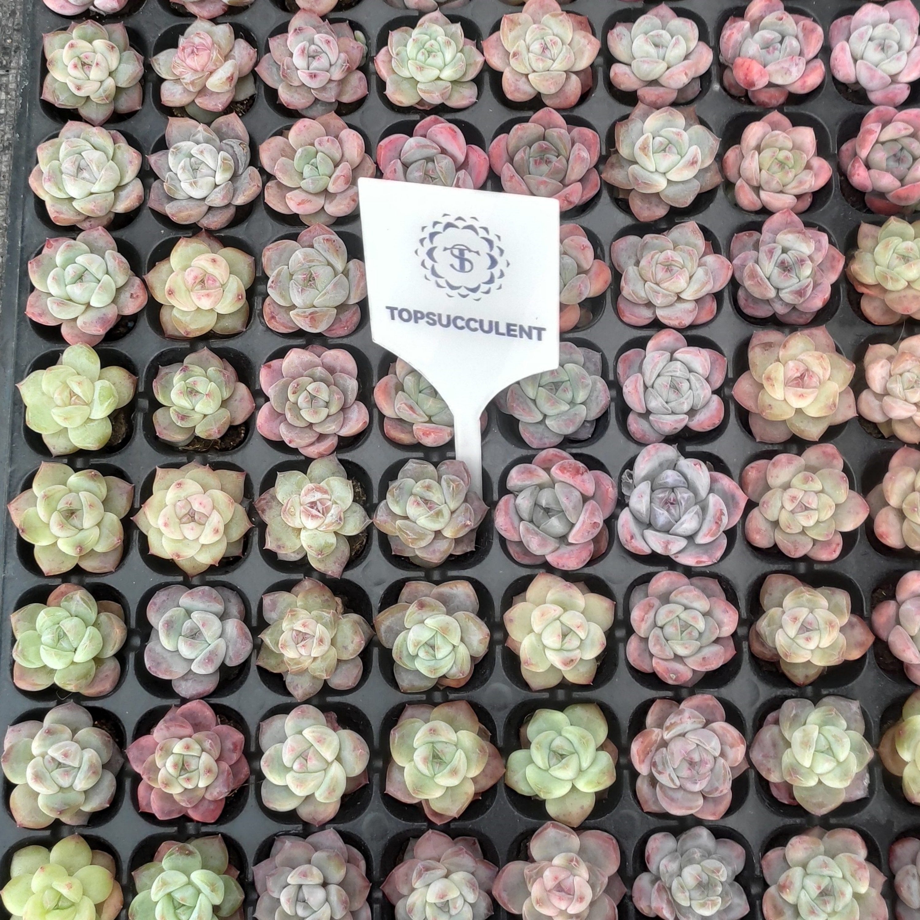 プラグトレー苗 20251113 – Top Succulent®