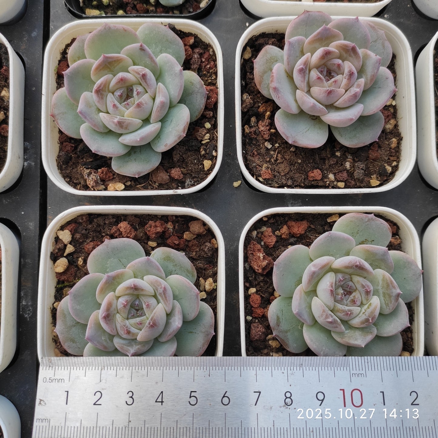 HG144 キャンディ　ハートHyb（7cm pot）