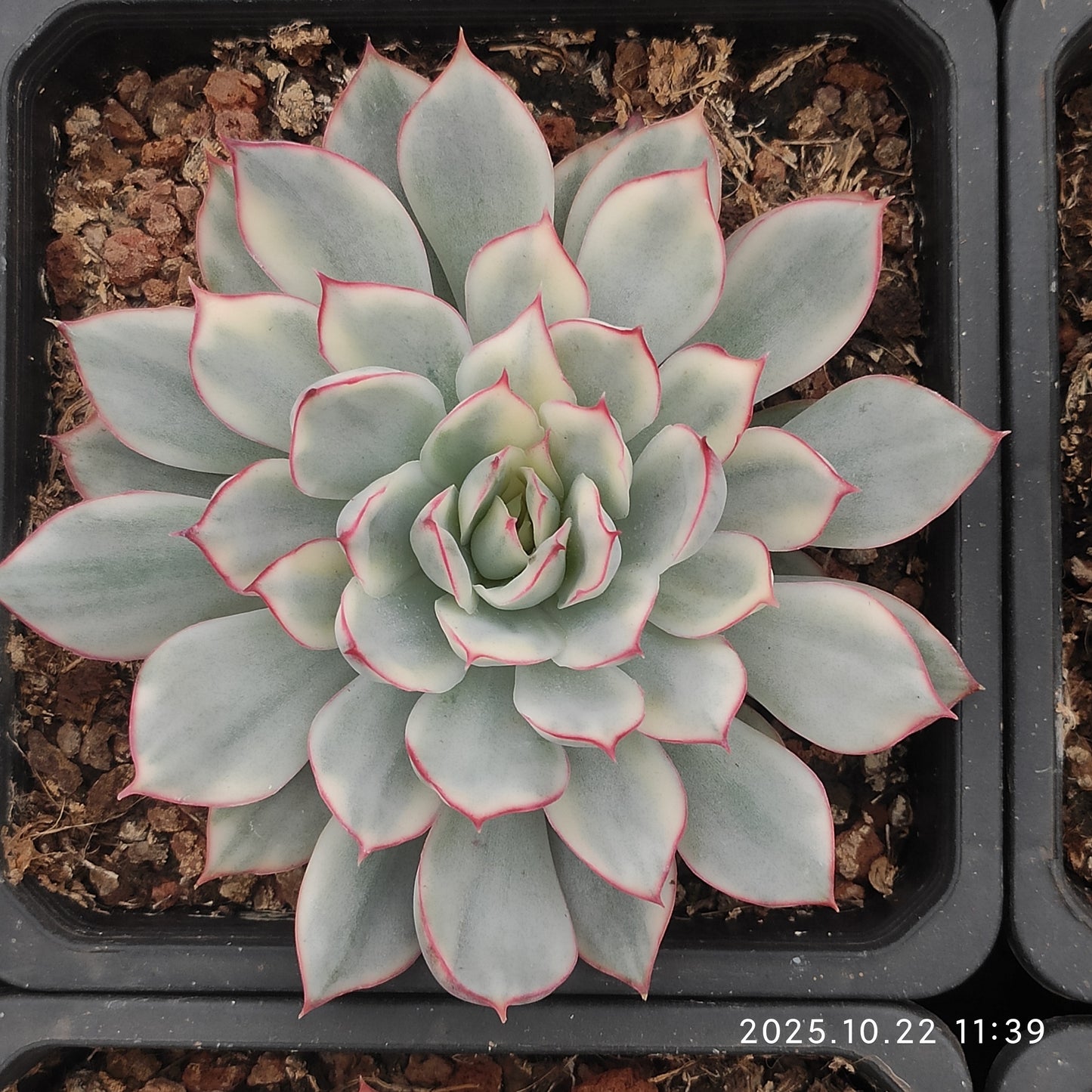 THH073 エスター錦（12cm pot）