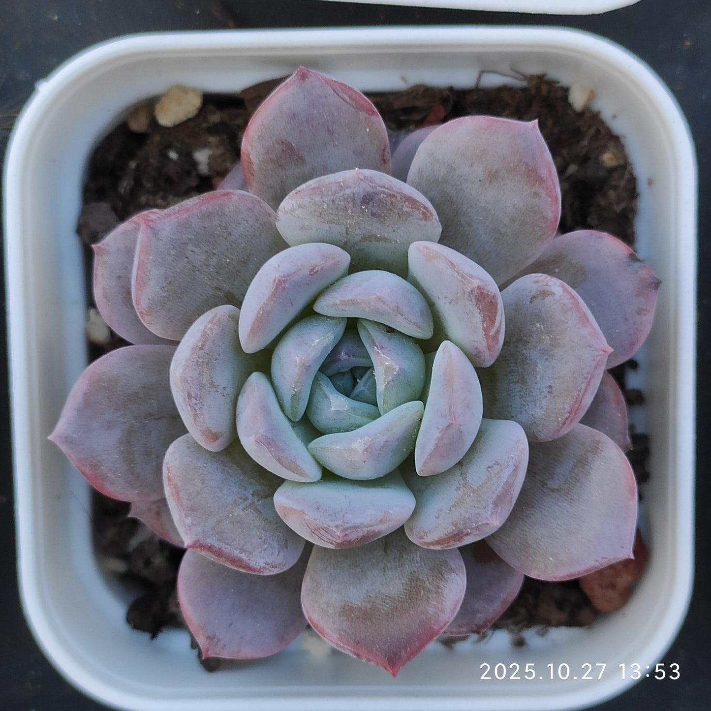 HG136 スター　モンローHyb（7cm pot）