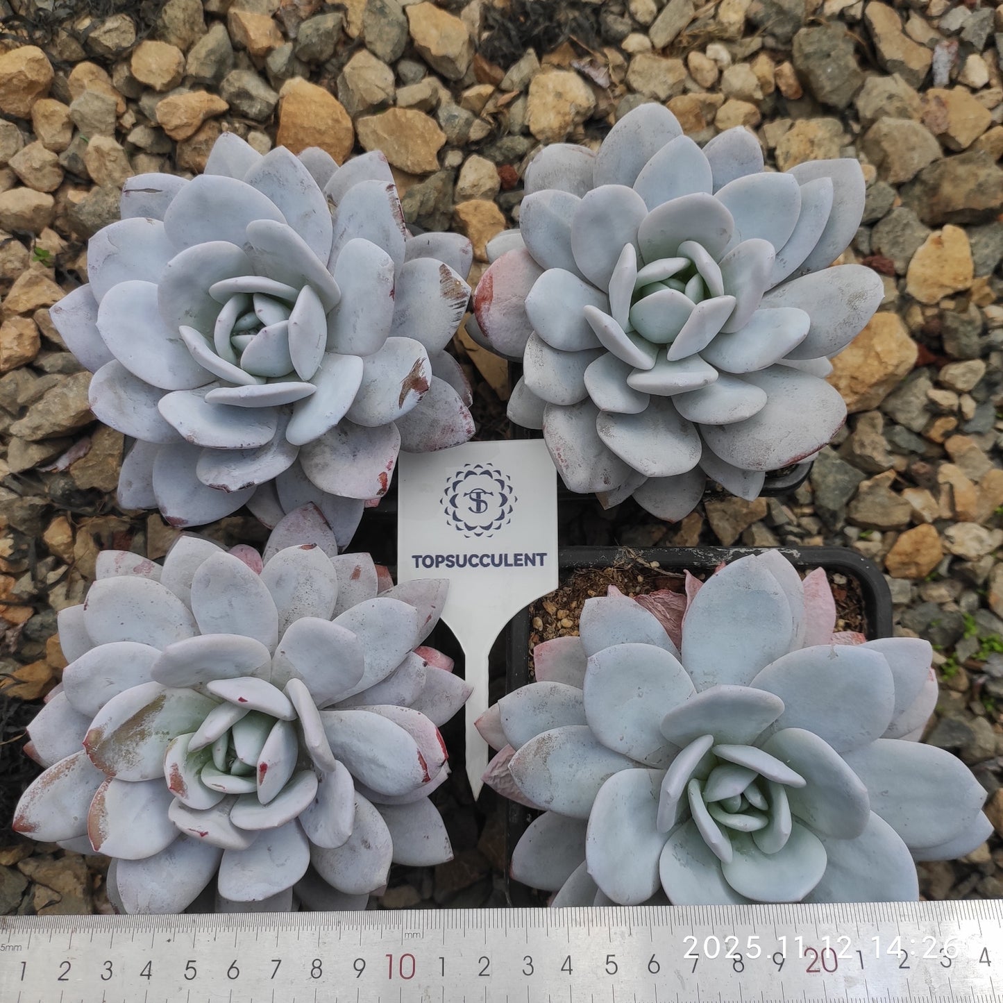 15021 ラウィ（12cm pot）