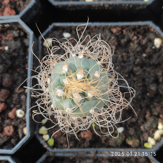 ZL060  長城丸（5cm pot）