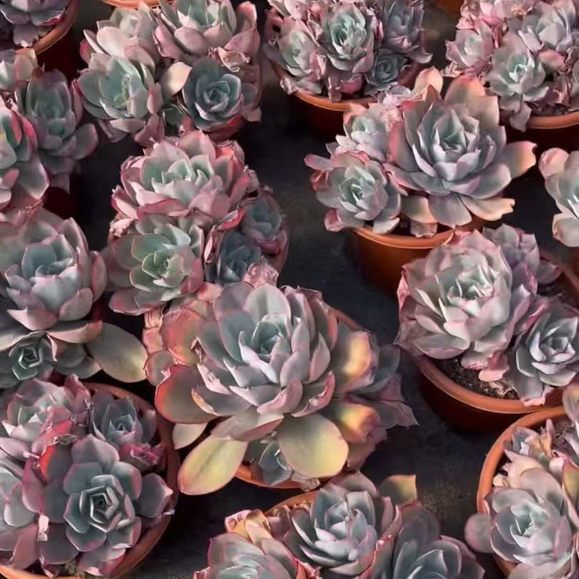 25797 ケネディー