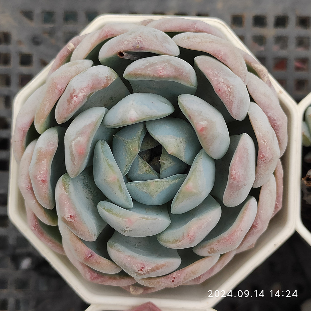 エケベリア 普通苗 20241003 – Top Succulent®