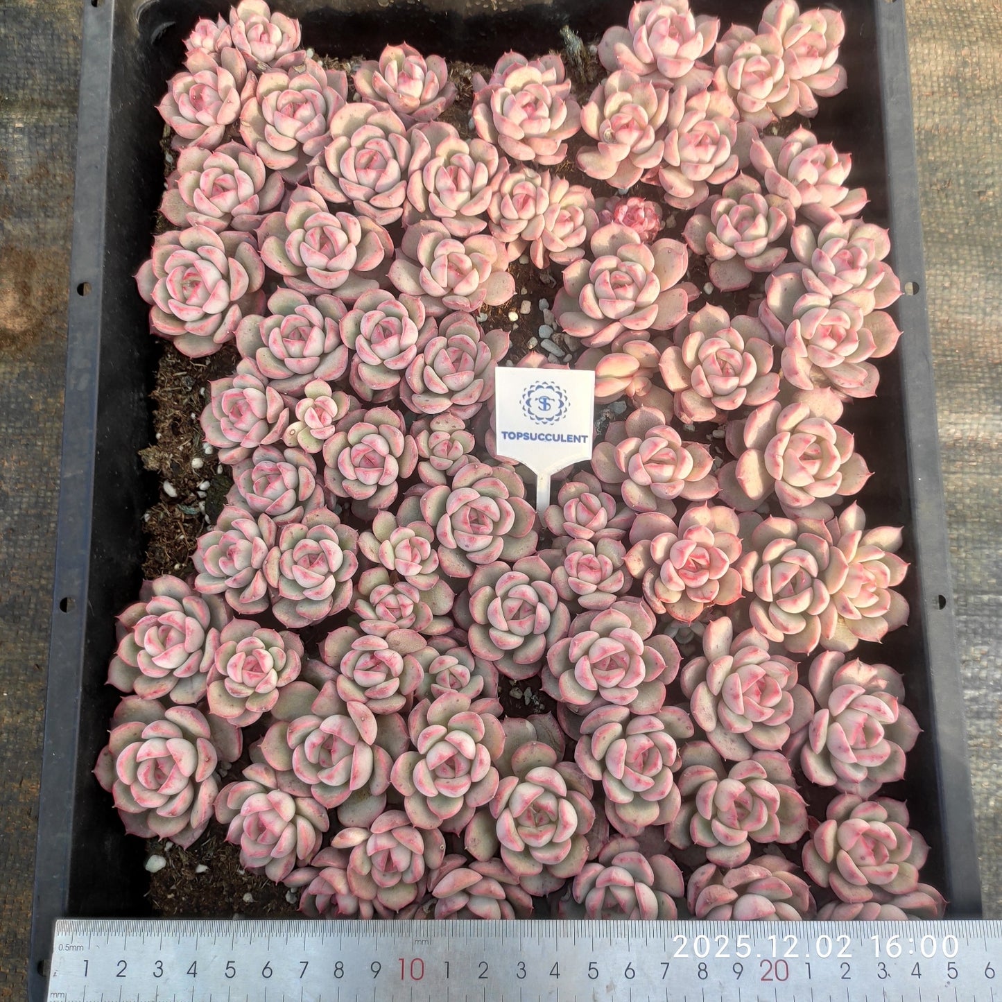 23062 シルーエットHyb（ポット苗）