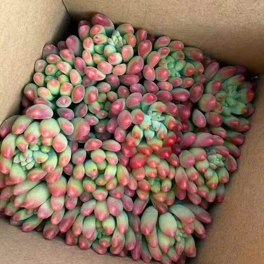 23407 レモン　フィンガー