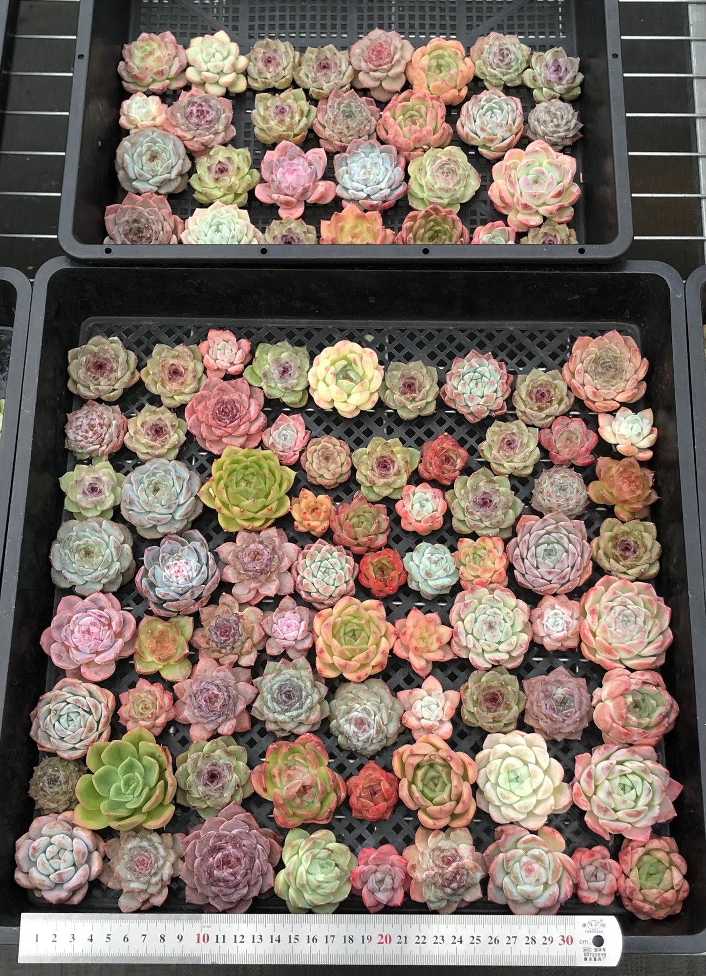 20076 ミックス苗100株（4cm pot）06