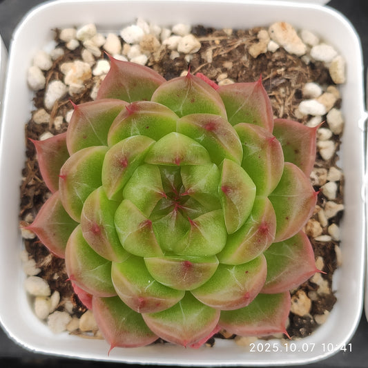 XQ1416 ムーン　ラヴァー（7cm pot）