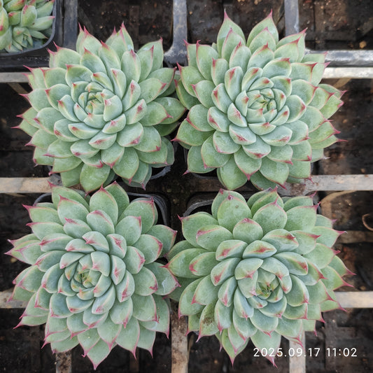 NGN646 キャドベリー (7cm pot)