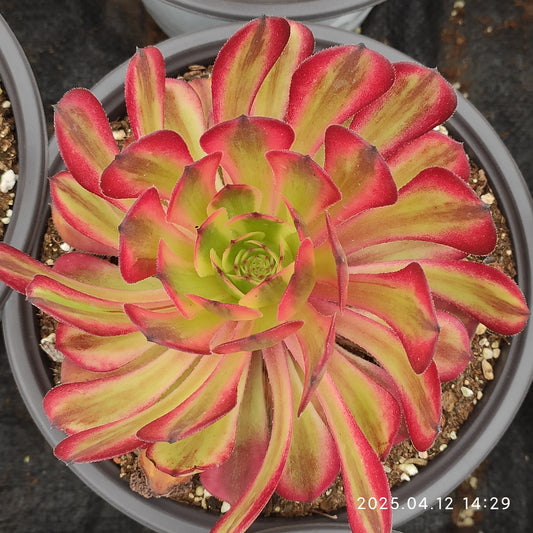 YF437 アエオニウム ビューティーガール（300cm pot）