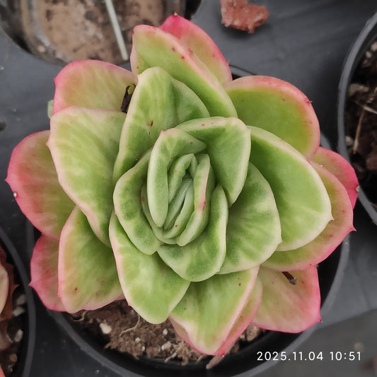 18923 アイスローズ（9cm pot）