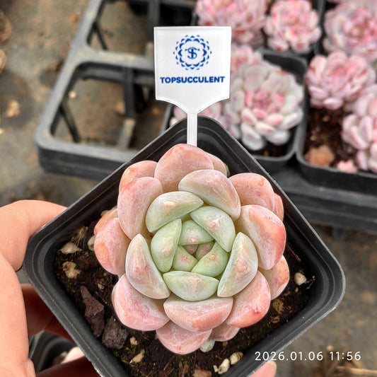 20775 シック　モンロー