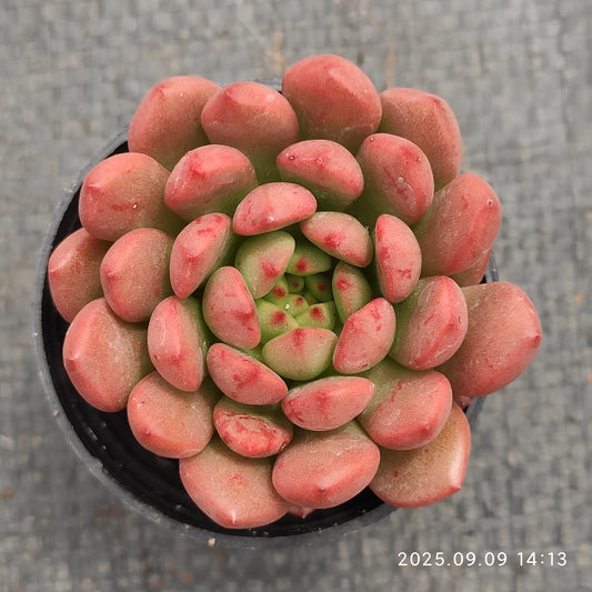 MMT197 ピンクルルビー （5.5cm pot）
