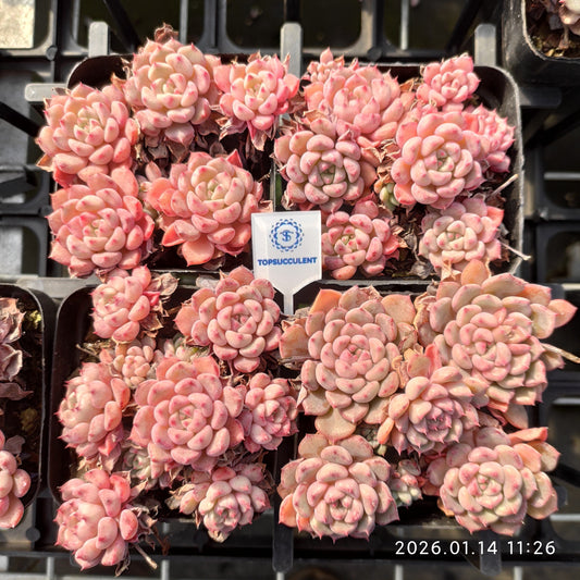 24706 キュートバブル