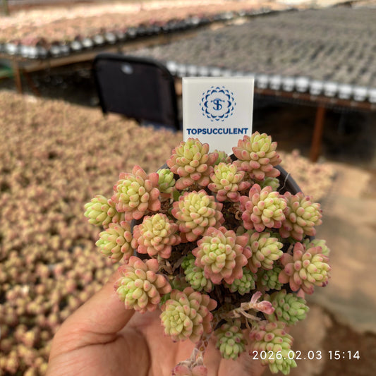 25698 レッドベリー錦