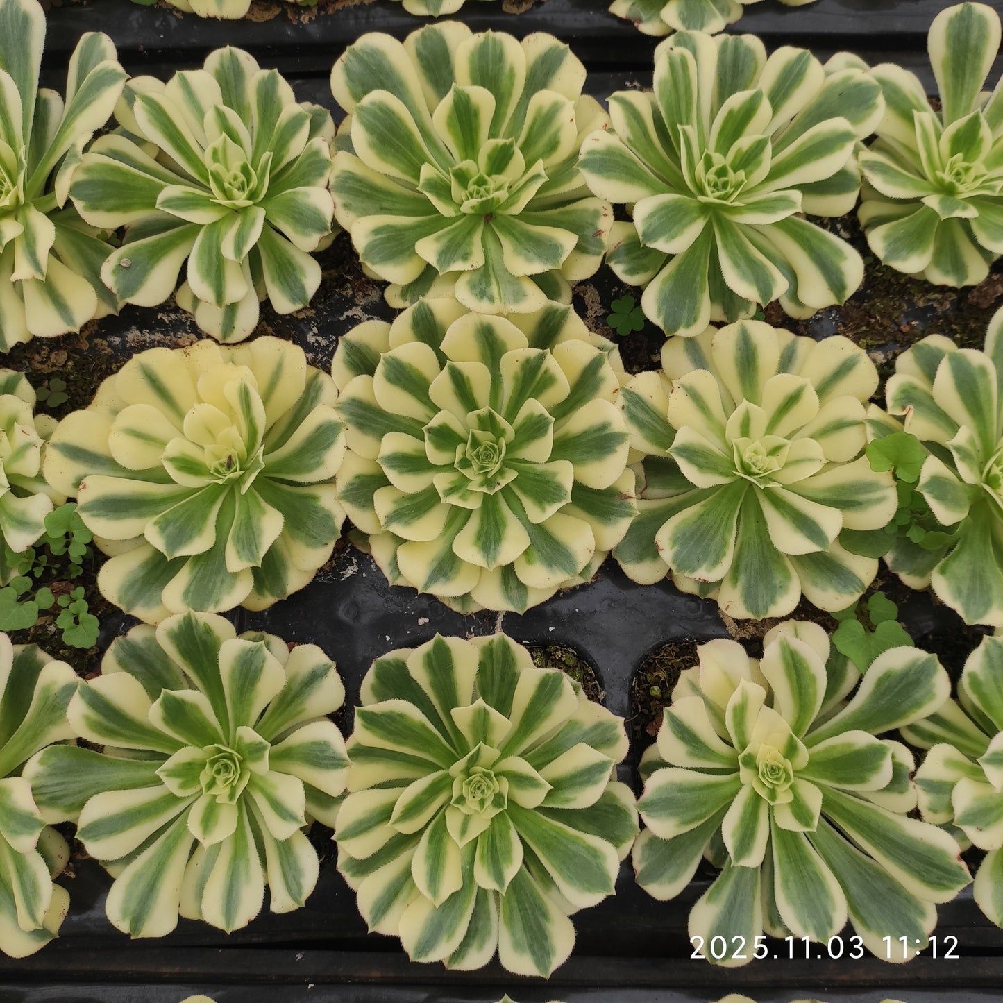 16520 アエオニウム　マバハ（9cm pot）