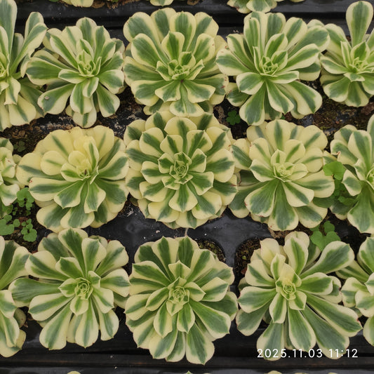 16520 アエオニウム　マバハ（9cm pot）