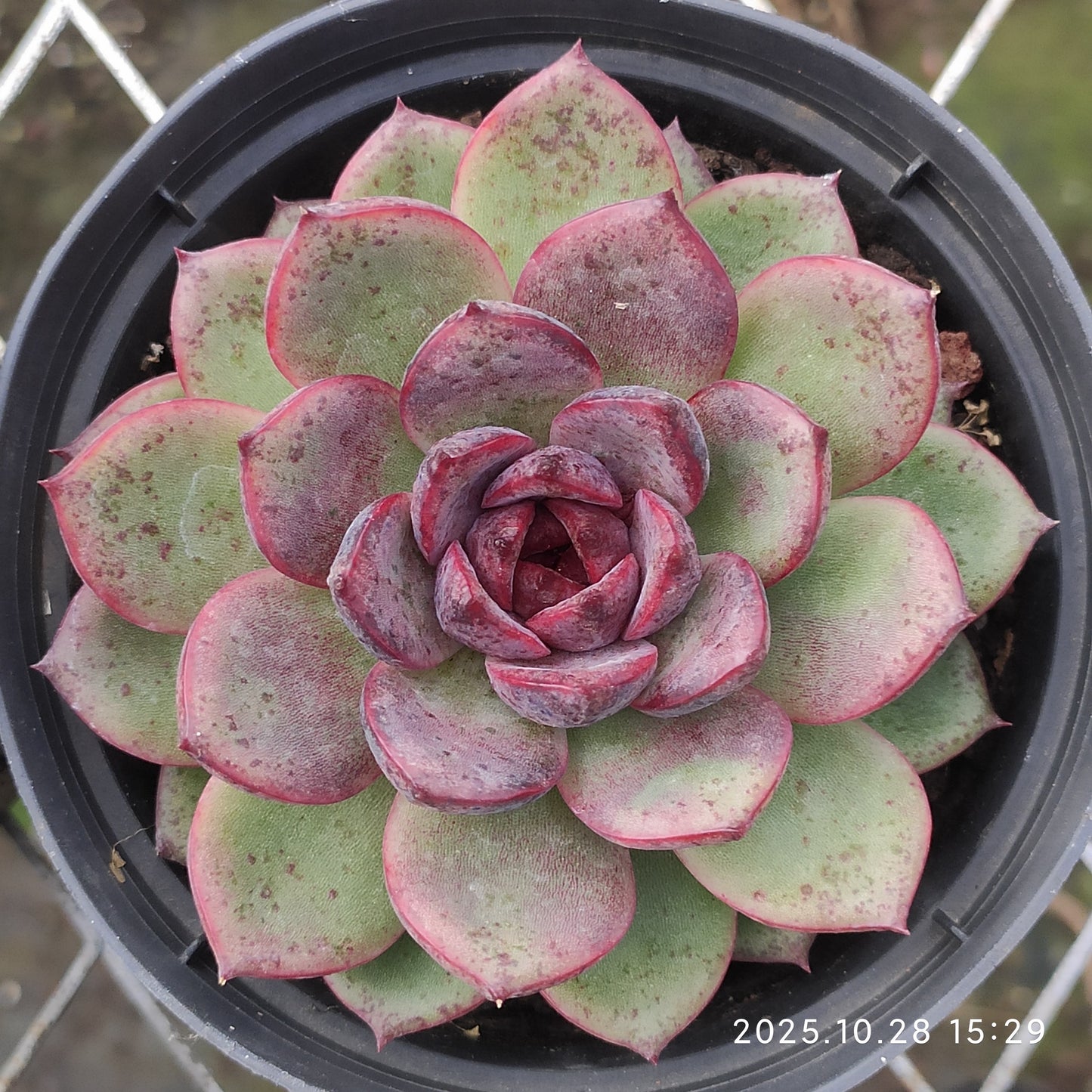 XY269 ブラッククイーン（9cm pot）