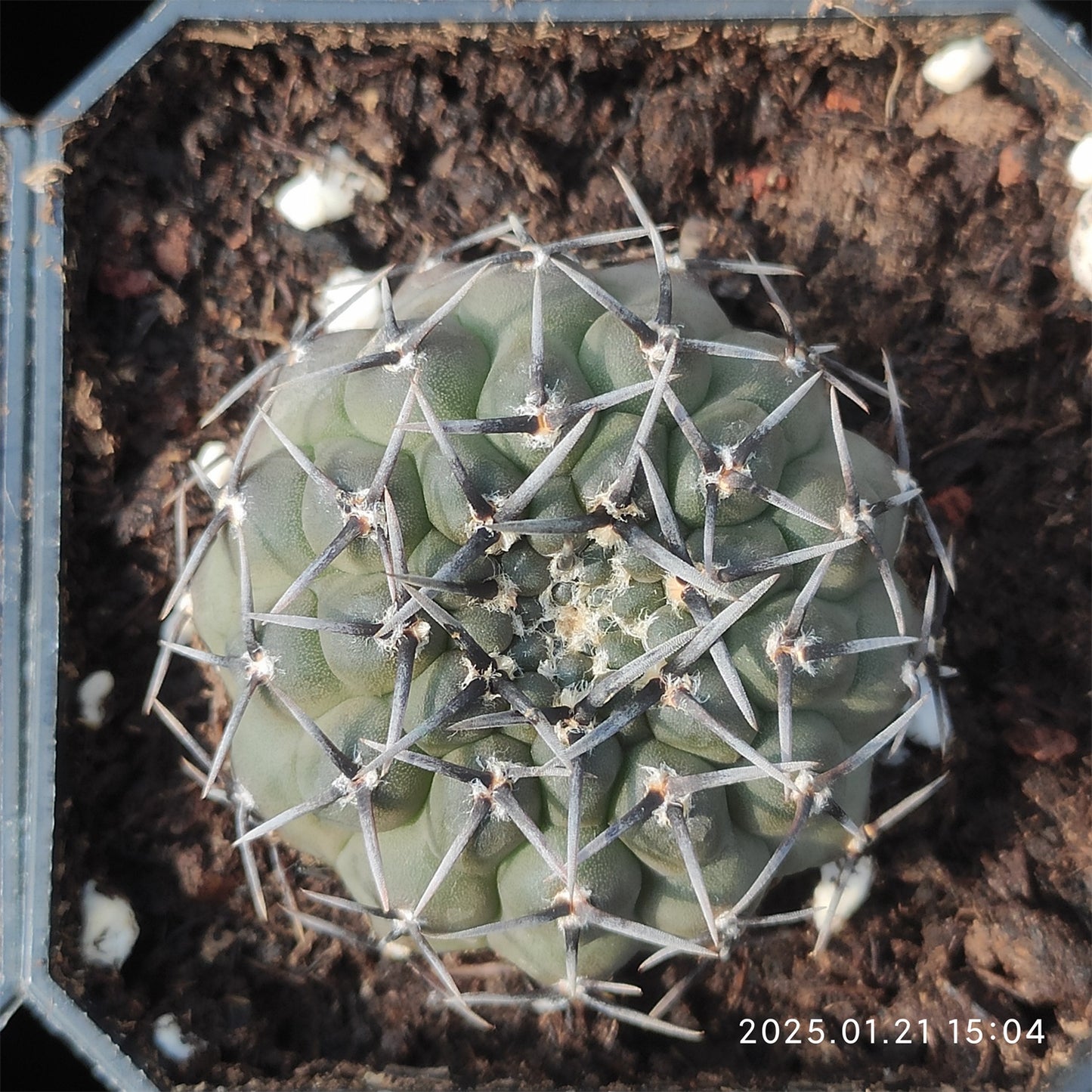 ZL401 黒刺鳳頭（5cm pot）