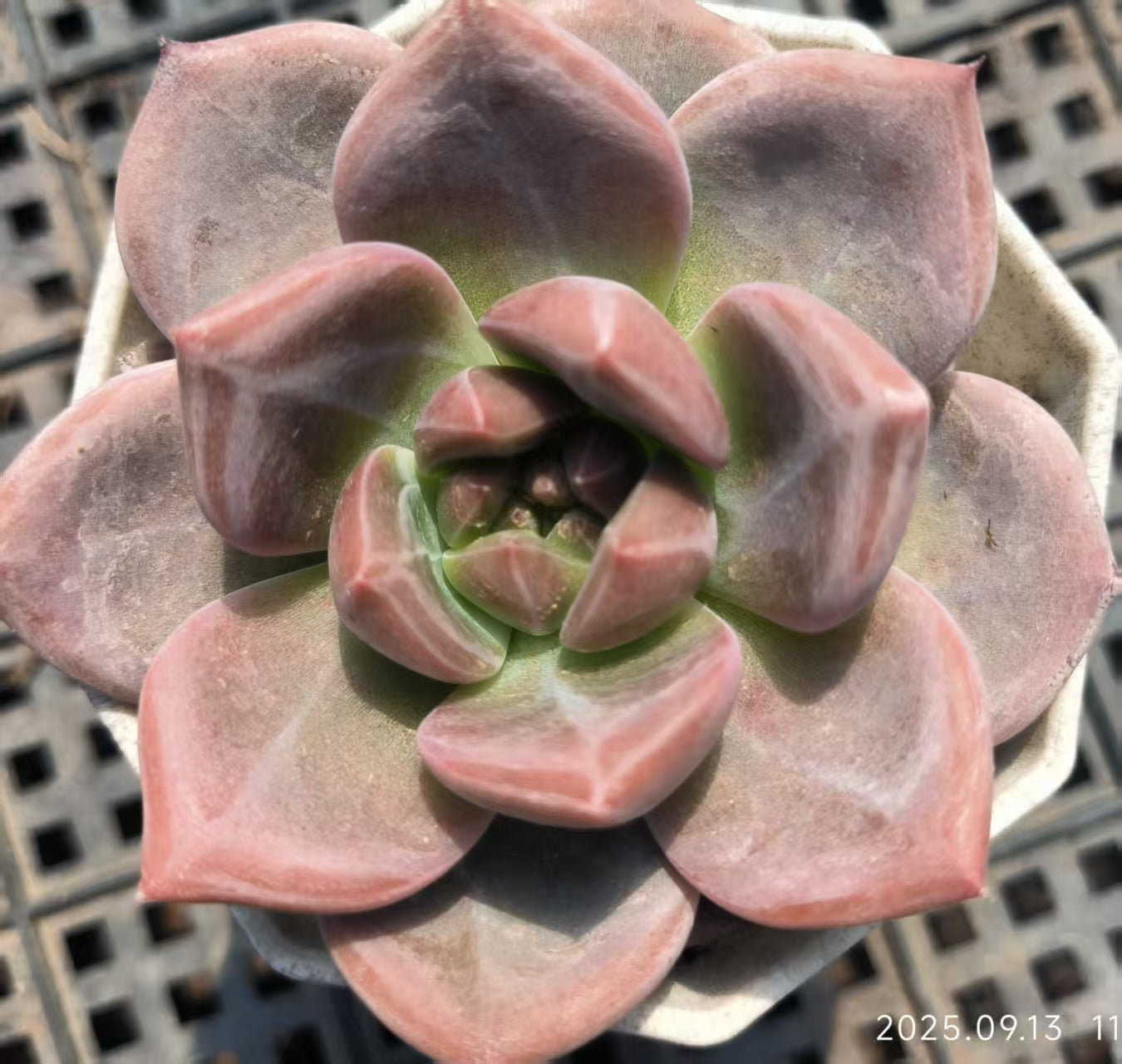 GR325 オレンジモンロー×ロビン（6.5cm pot）