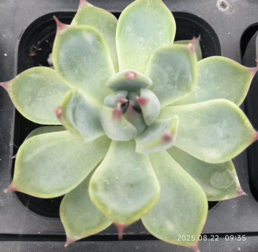 HR039 チワワエンシス(6.5cm pot)