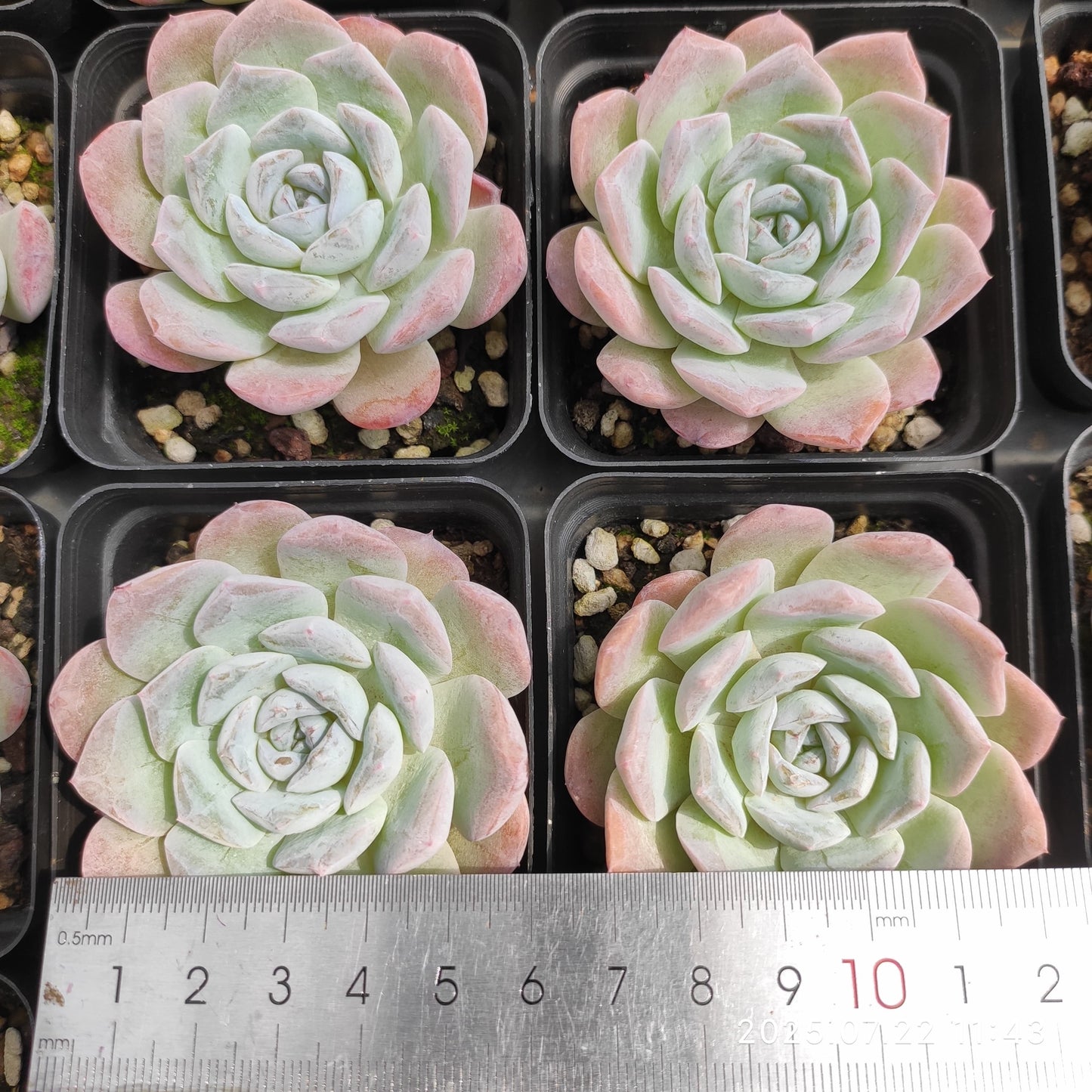 RC035 スノーフェイス（7cm pot）