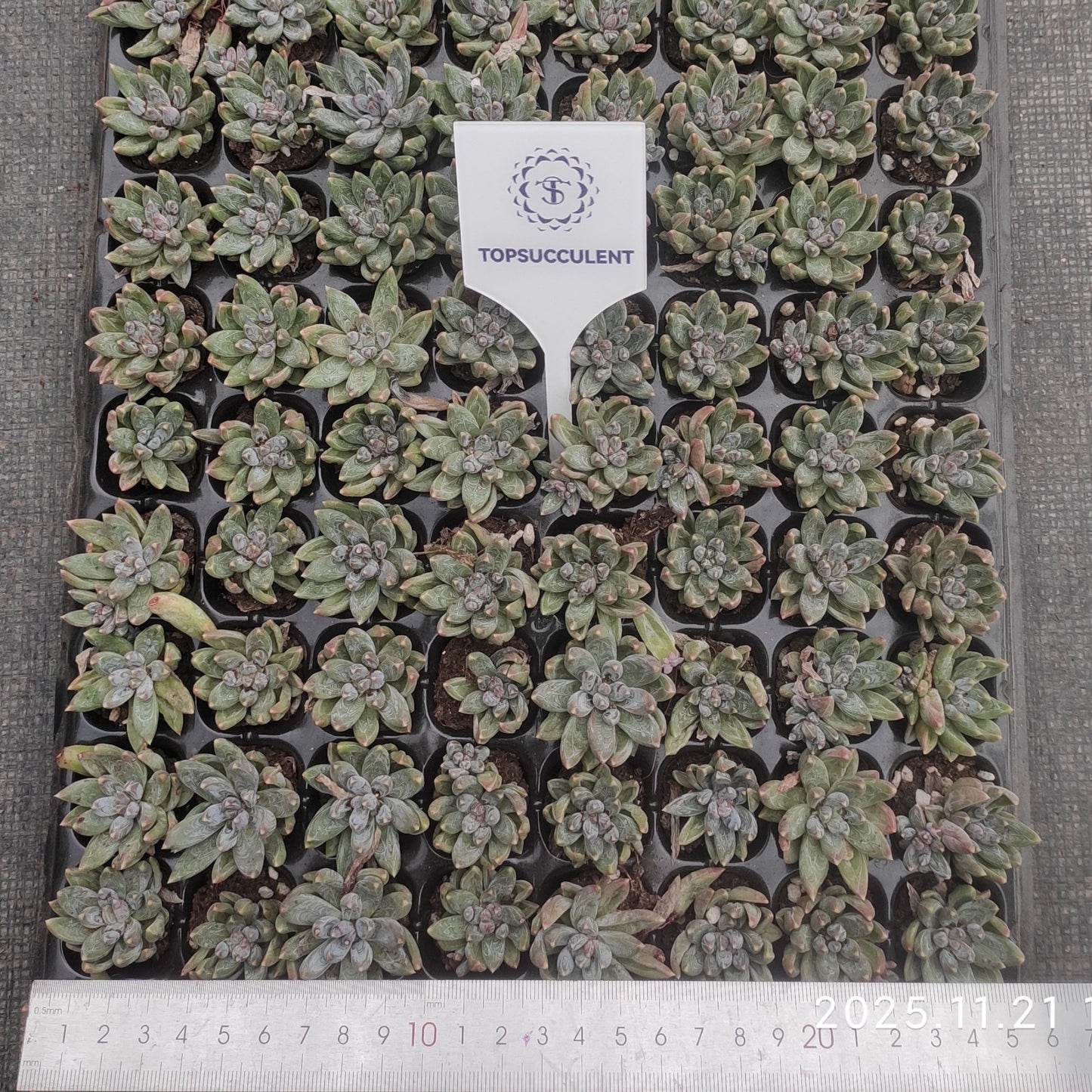 21752  クリスタル クラブクローズ（3cm pot）（ポット苗）