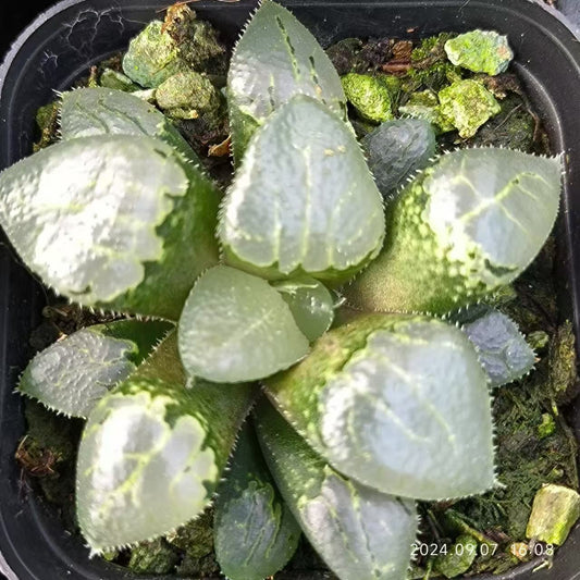 SJC345 ハオルチア コンプトニアナ（6.5cm pot）