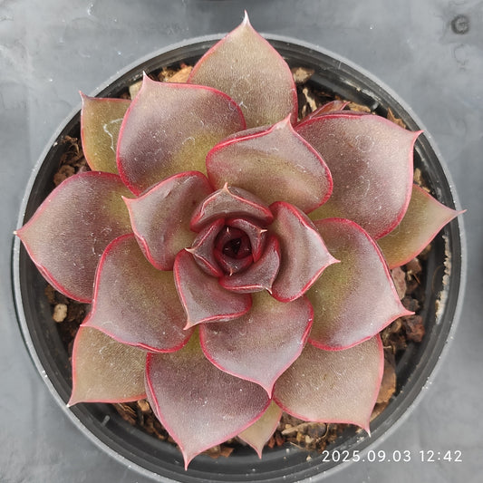 ZZA345 レッド　ローズ（9cm pot）