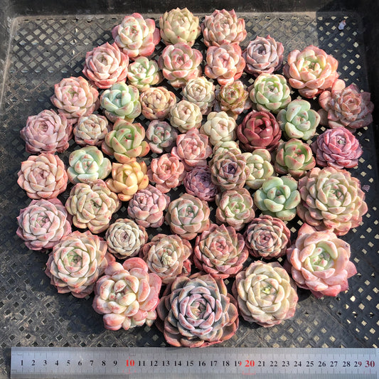 22048 ミックス苗 23