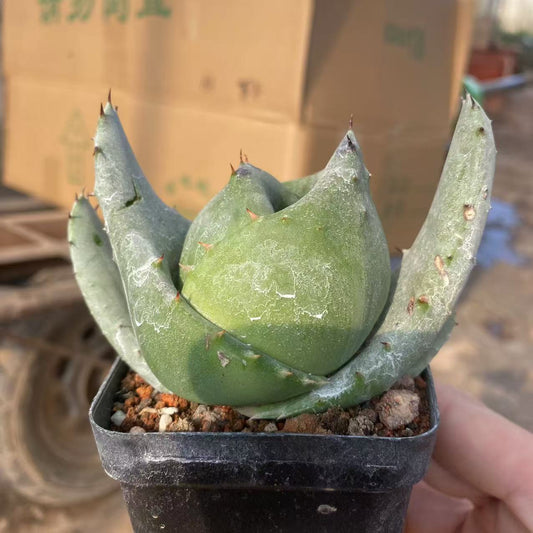 ZL540 金元宝(キムウォンボcm pot）（9.8cm pot）