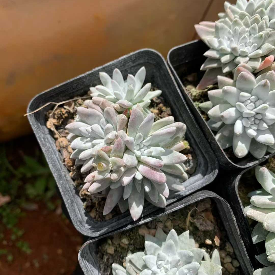 26208 ホワイトグリーニ