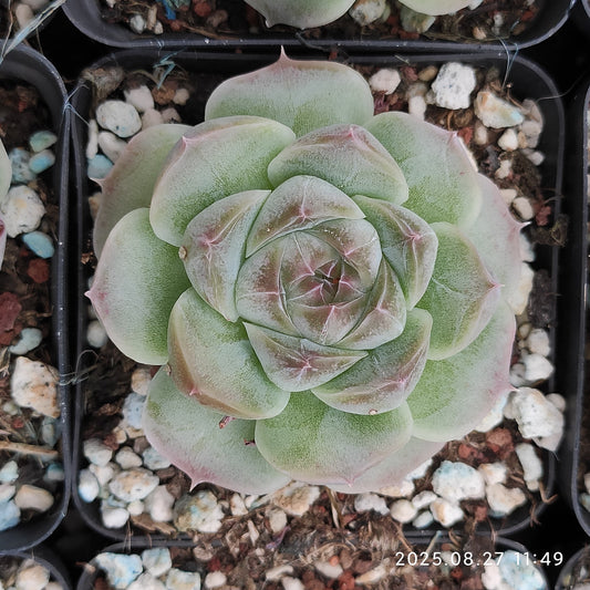 XQ1422 アイス　スピリットHyb（7cm pot）