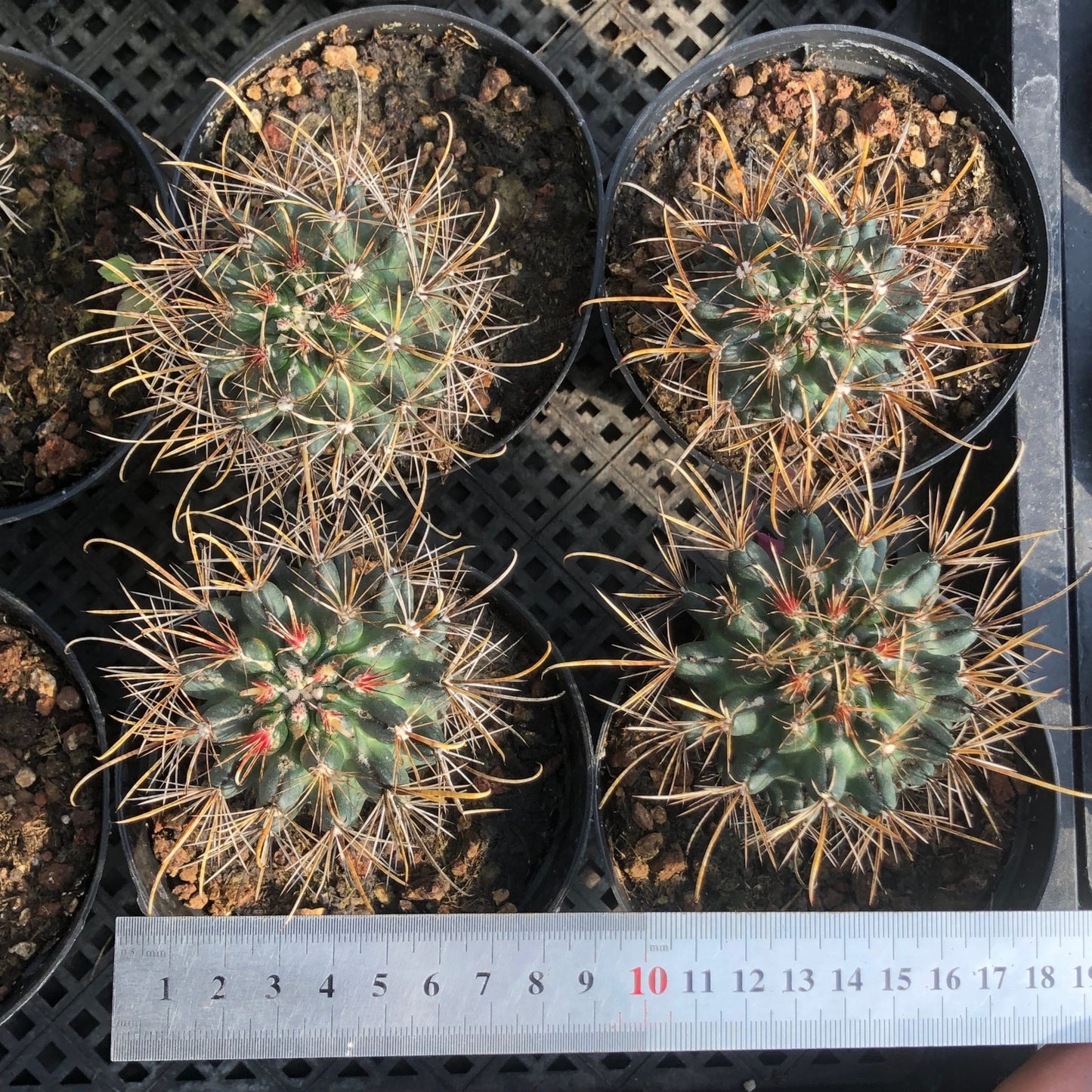 TPKM004 パロジア　コマタンズ（6cm pot）