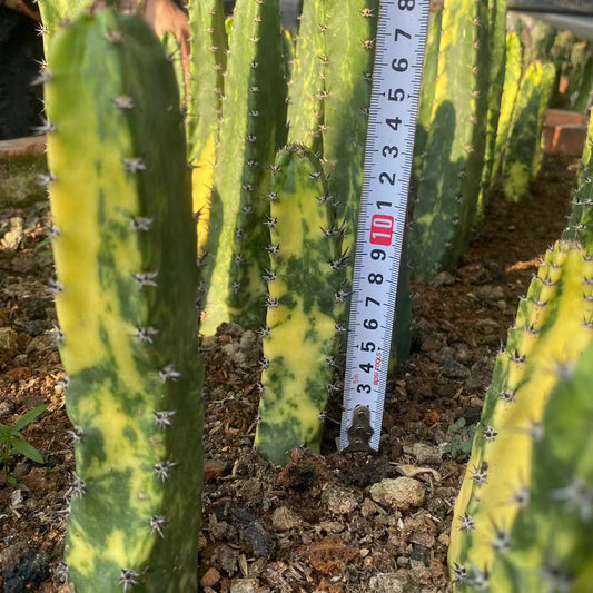 ZL611 袖ヶ浦錦（9cm pot）